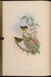 Tesia castaneocoronata = Cettia castaneocoronata